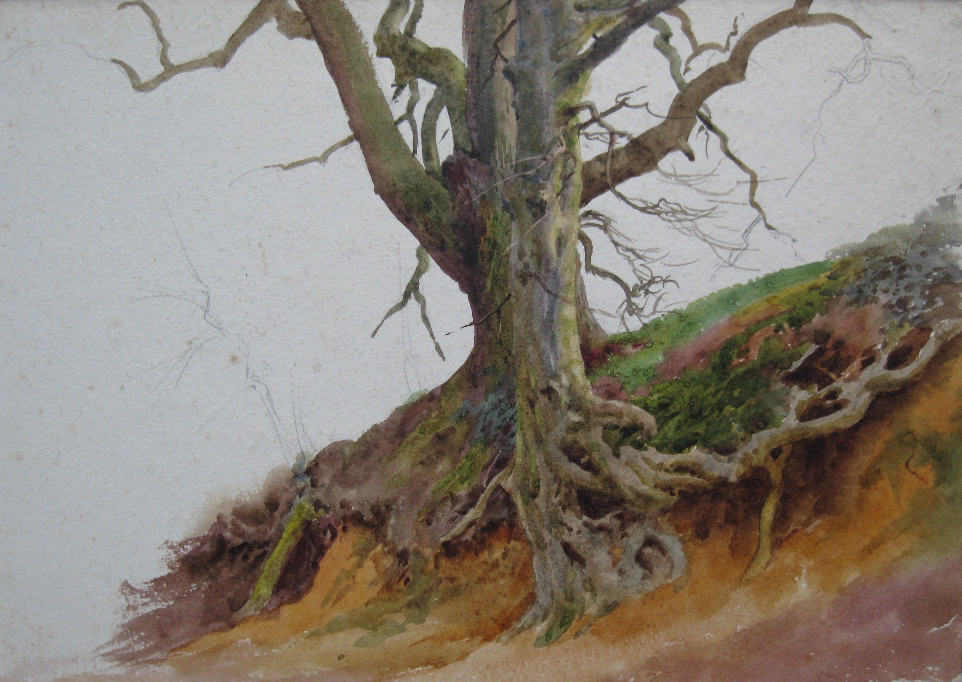 Charles James Adams 08 (Sketch of a tree with roots showing)